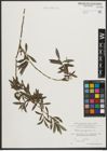 Foto von Salix purpurea L.